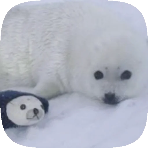🦭 Стикер «Pusa Seal» для Telegram