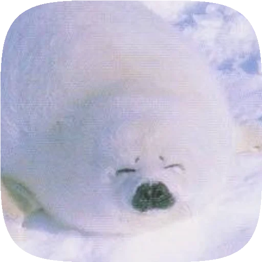 🦭 Стикер «Pusa Seal» для Telegram