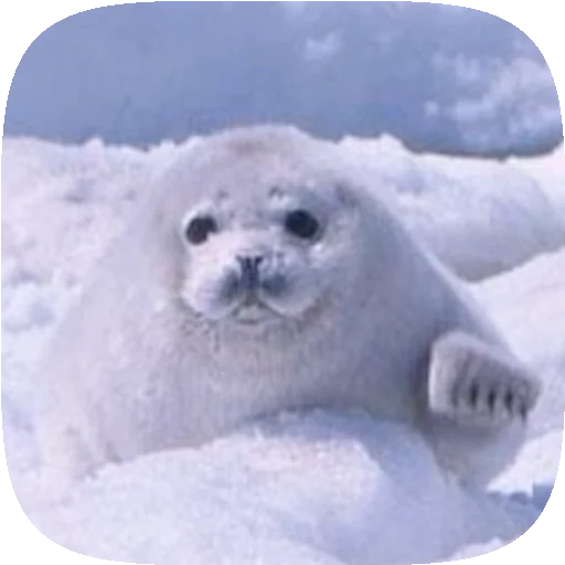 🦭 Стикер «Pusa Seal» для Telegram