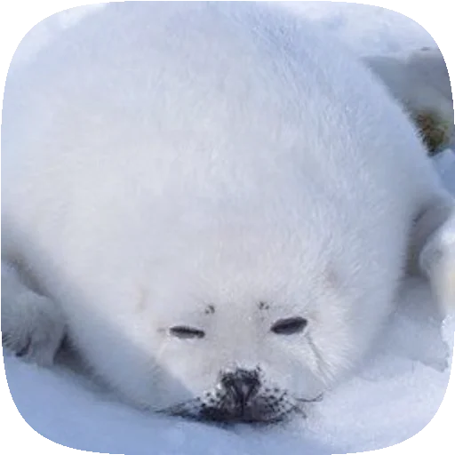 🦭 Стикер «Pusa Seal» для Telegram