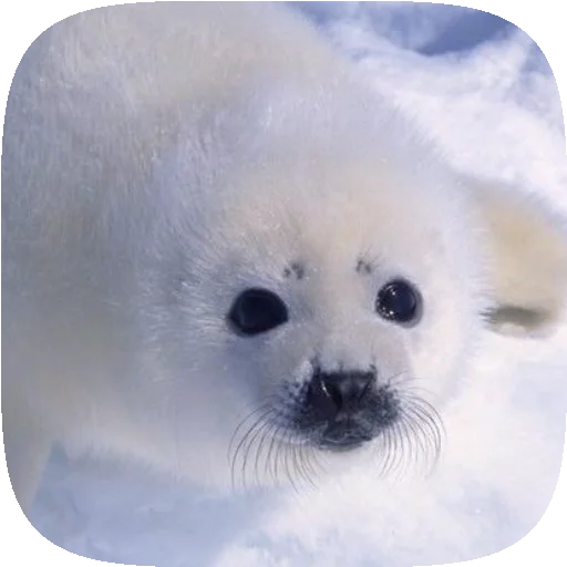 🦭 Стикер «Pusa Seal» для Telegram