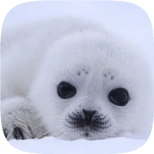 🦭 Стикер «Pusa Seal» для Telegram