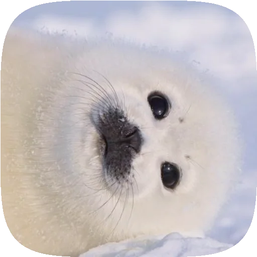 🦭 Стикер «Pusa Seal» для Telegram