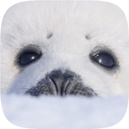 🦭 Стикер «Pusa Seal» для Telegram