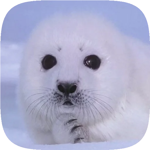 🦭 Стикер «Pusa Seal» для Telegram
