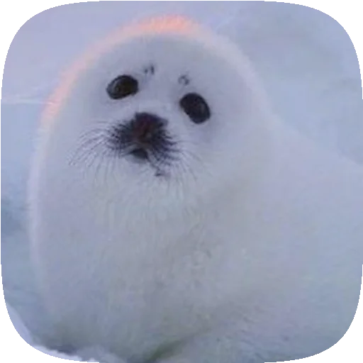 🦭 Стикер «Pusa Seal» для Telegram