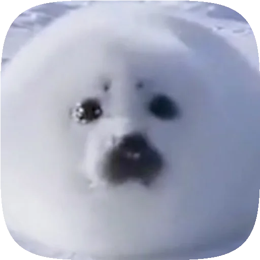 🦭 Стикер «Pusa Seal» для Telegram