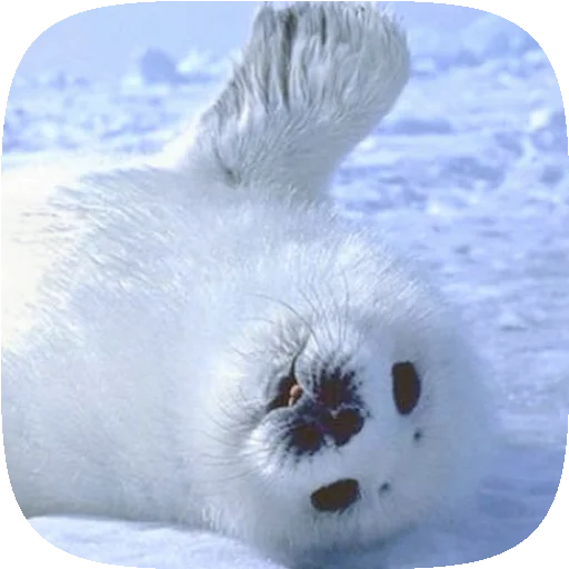 🦭 Стикер «Pusa Seal» для Telegram