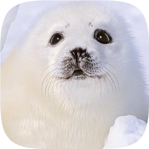 🦭 Стикер «Pusa Seal» для Telegram