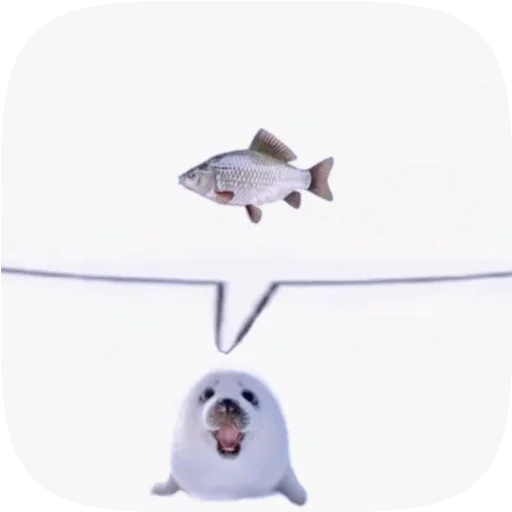 🦭 Стикер «Pusa Seal» для Telegram