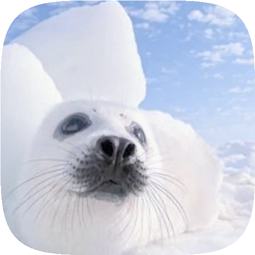 🦭 Стикер «Pusa Seal» для Telegram