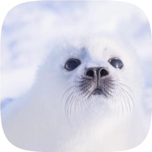 🦭 Стикер «Pusa Seal» для Telegram