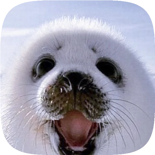 🦭 Стикер «Pusa Seal» для Telegram
