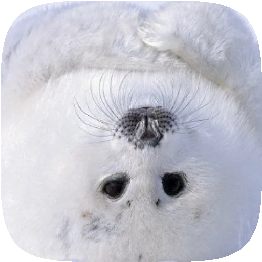 🦭 Стикер «Pusa Seal» для Telegram