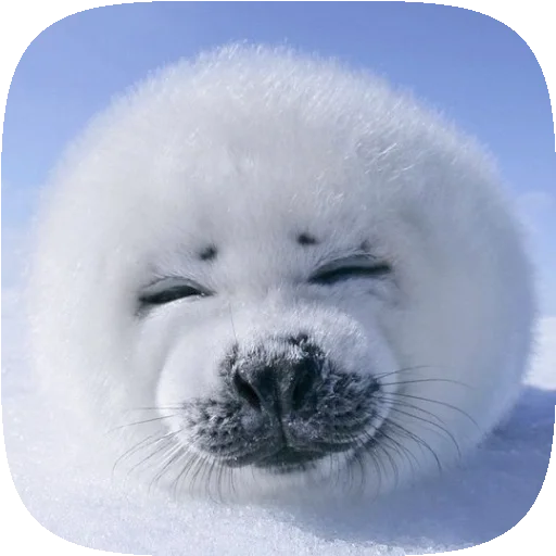 🦭 Стикер «Pusa Seal» для Telegram