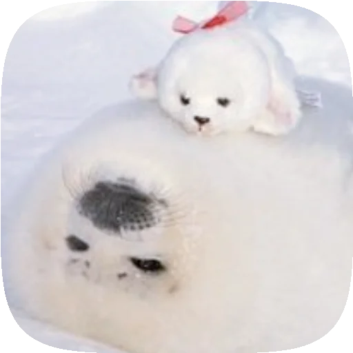 🦭 Стикер «Pusa Seal» для Telegram