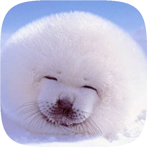 🦭 Стикер «Pusa Seal» для Telegram