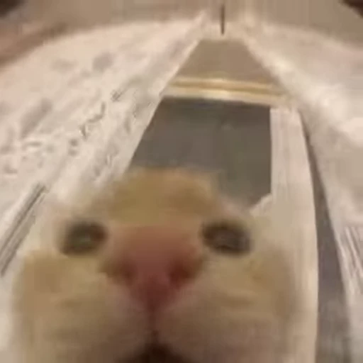🐈 Стикер «Kitty» для Telegram