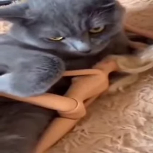 🐈 Стикер «Kitty» для Telegram