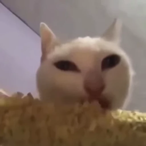🐈 Стикер «Kitty» для Telegram