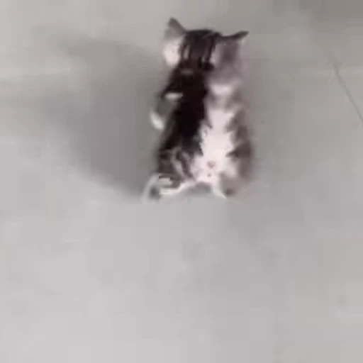 🐈 Стикер «Kitty» для Telegram