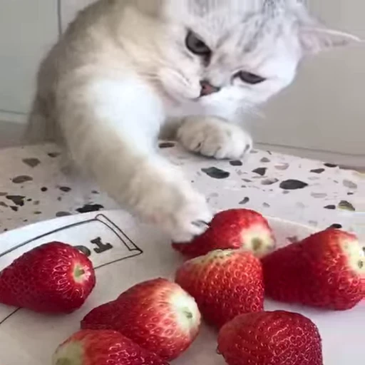 🐈 Стикер «Kitty» для Telegram