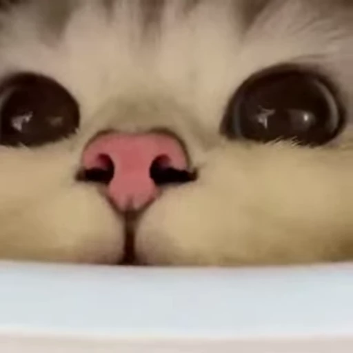 🥺 Стикер «Kitty 2» для Telegram