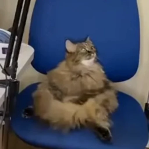 Стикерпак Cats compilation для Telegram — скачать