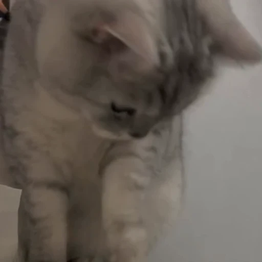 🐈 Стикер «Песики и коты» для Telegram