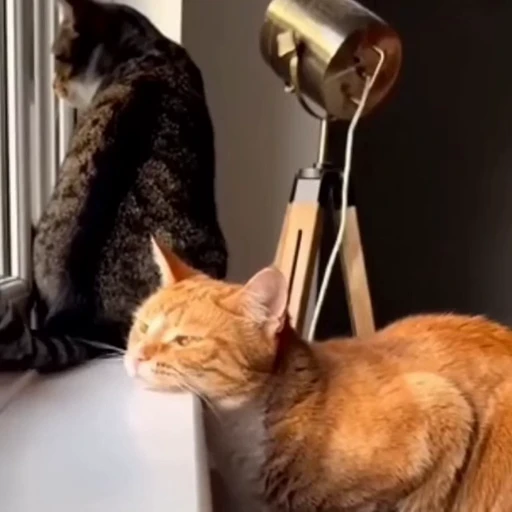 🐈 Стикер «Песики и коты» для Telegram