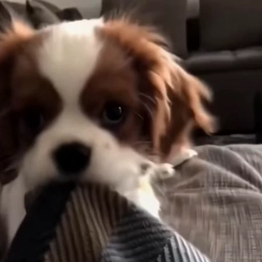 🐕‍🦺 Стикер «Песики и коты» для Telegram
