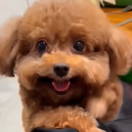 🐶 Стикер «Песики и коты» для Telegram