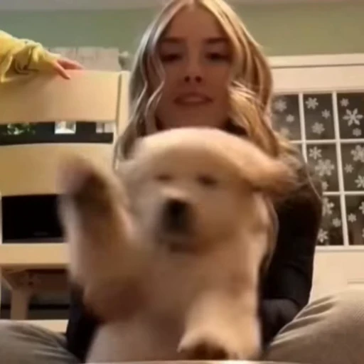 🐕‍🦺 Стикер «Песики и коты» для Telegram