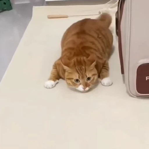 🐈 Стикер «Песики и коты» для Telegram