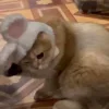 🐰 Эмодзи «Пирокинезис И Ра» для Telegram