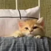 😼 Эмодзи «Пирокинезис И Ра» для Telegram