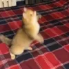😻 Эмодзи «Пирокинезис И Ра» для Telegram