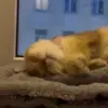 💤 Эмодзи «Пирокинезис И Ра» для Telegram