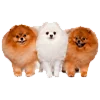 🐶 Эмодзи «qamzii» для Telegram