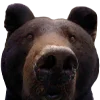 🐻 Эмодзи «qamzii» для Telegram