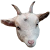 🐐 Эмодзи «qamzii» для Telegram