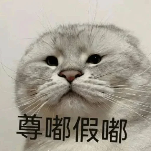😂 Стикер «球速 秋刀鱼» для Telegram