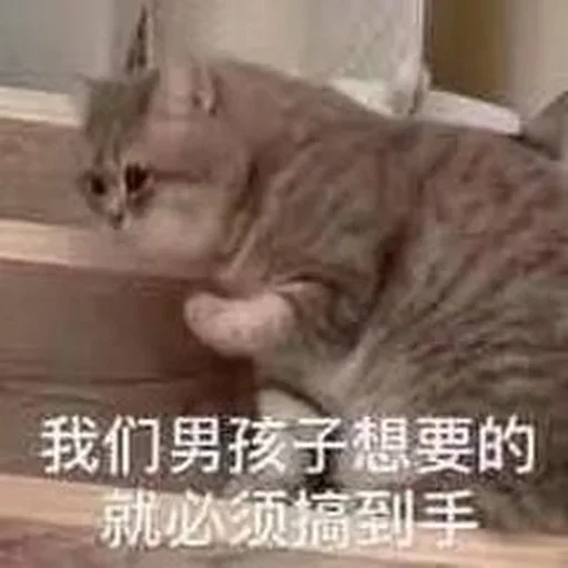 😂 Стикер «球速 秋刀鱼» для Telegram