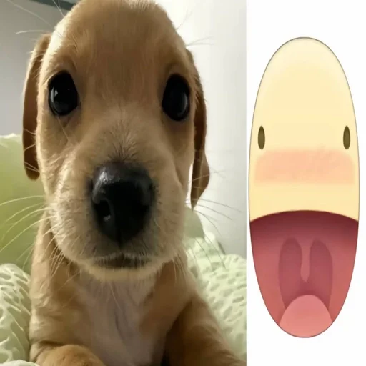 Стикерпак собачка милая для Telegram — скачать