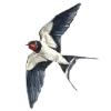 🕊 Эмодзи «Dvudushnik» для Telegram