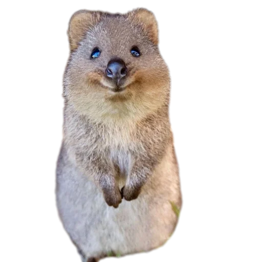 Стикерпак Quokka для Telegram — скачать