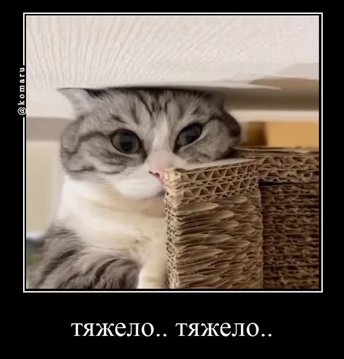 🌟 Стикер «лифамистр» для Telegram