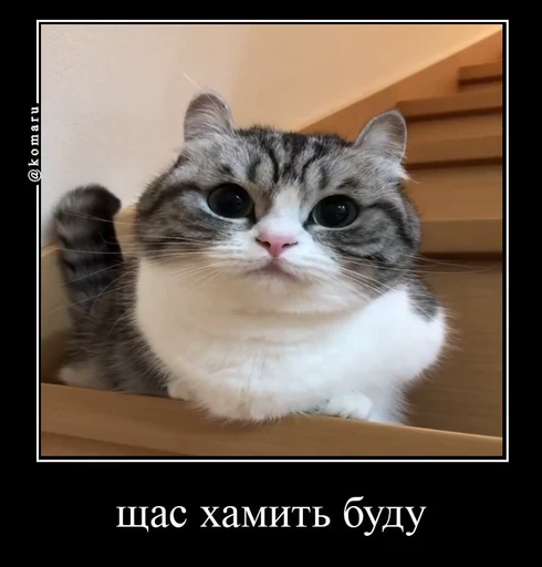🌟 Стикер «лифамистр» для Telegram