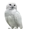 🤩 Эмодзи «ㅤ᭢꤬ ᜴» для Telegram