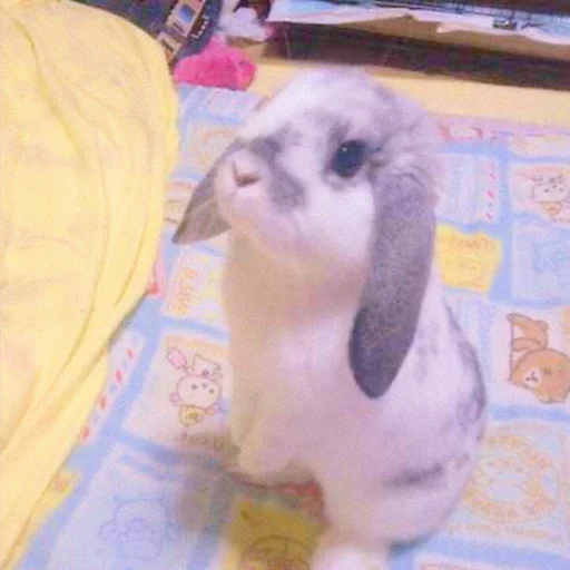 🐰 Стикер «᭝݊sOft rabbit ⵓ ⿴༘͜᭼̣ꪆ» для Telegram